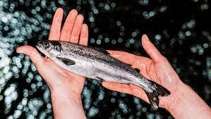 Bienestar animal en Salmónidos